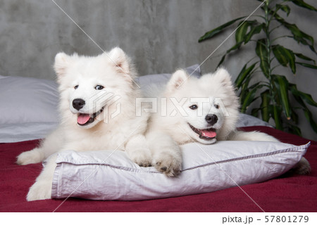 Two samoyed dogs puppies in the red bed on bedroom background 57801279