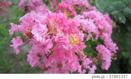 サルスベリのピンク色の花 サルスベリのピンク色の花 57801337