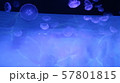 水族館のクラゲ１ 57801815