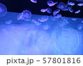 水族館のクラゲ２ 57801816