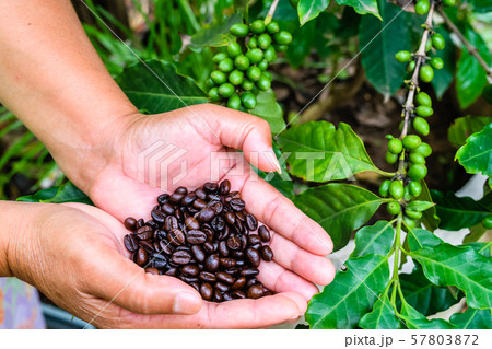 Coffee beans Coffee beans 57803872