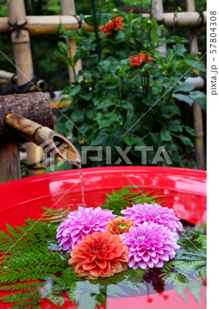 日本庭園の一角を彩る花 日本庭園の一角を彩る花 57804308
