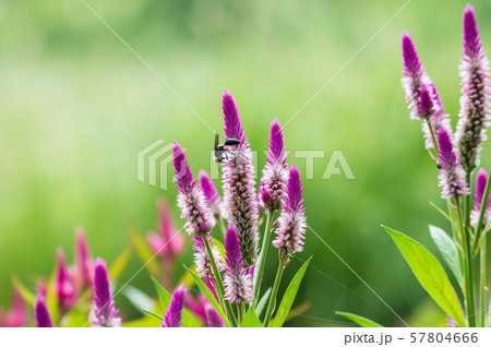 ノゲイトウの花 57804666