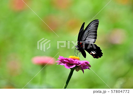 ジニアにナガサキアゲハ ジニアにナガサキアゲハ 57804772