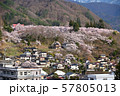 高遠桜 57805013