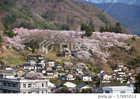 高遠桜 高遠桜 57805013