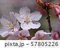 高遠桜 57805226