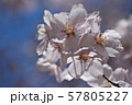 高遠桜 57805227