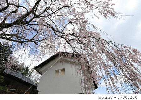 古庄家のしだれ桜 57805230