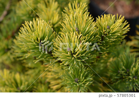 Carstens Wintergold Mugo Pine Carstens Wintergold Mugo Pine 57805301