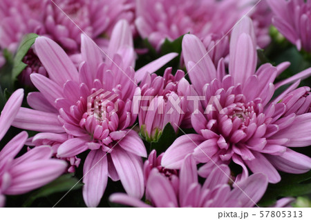 Chrysanthemum 57805313