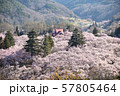 高遠桜 57805464