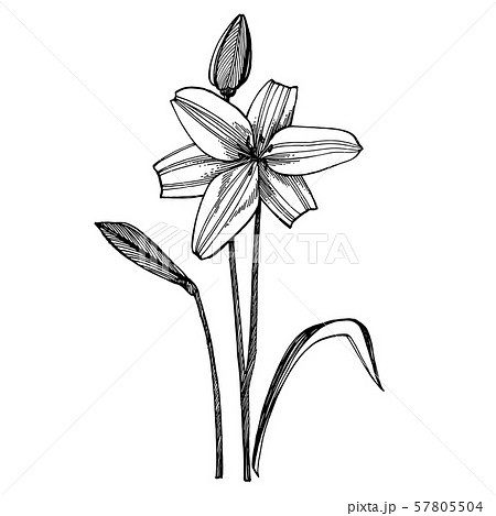Lily Flowers Botanical Illustration Good For のイラスト素材