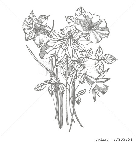 Roses and Dahlias flowers bouquet isolated on white background. Set of drawing cornflowers, floral Roses and Dahlias flowers bouquet isolated on white background. Set of drawing cornflowers, floral 57805552