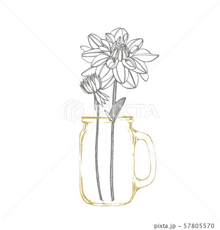 Hand-drawn ink dahlias. Floral elements. Graphic flowers illustrations. Botanical plant illustration 57805570