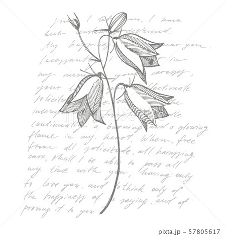 Bellflower blossoms, leaves and bouquets set. Natural summer, spring meadow plants monochrome Bellflower blossoms, leaves and bouquets set. Natural summer, spring meadow plants monochrome 57805617