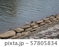 カモと鯉 57805834