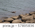 カモと鯉 57805836