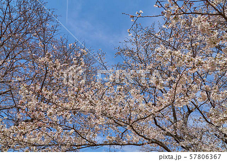 桜町陣屋跡　桜　2019年 57806367