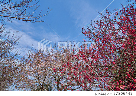 桜町陣屋跡　桜　2019年 57806445
