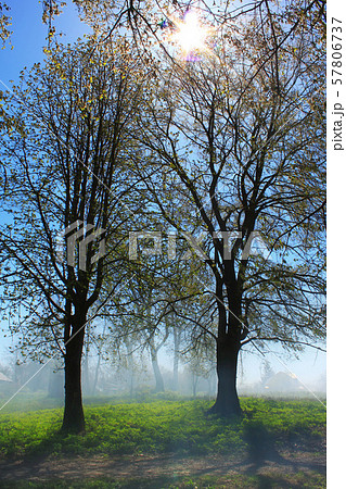 The rays of dawn sunlight pass through the mist of dawn in the woods The rays of dawn sunlight pass through the mist of dawn in the woods 57806737