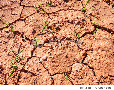 Maize corn flowers in ferric ground. Fertile soil. 57807346