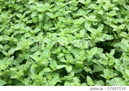 ペパーミント アップルミント 57807530