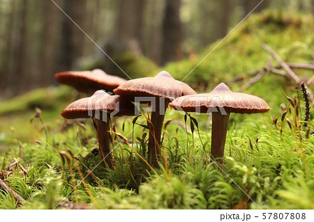Family of mushrooms on a green moss 57807808