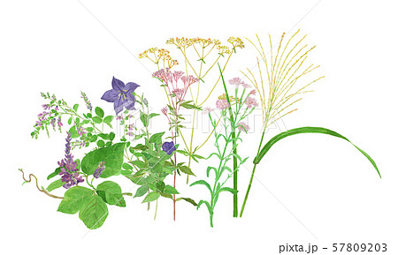 あきのななくさ 57809203