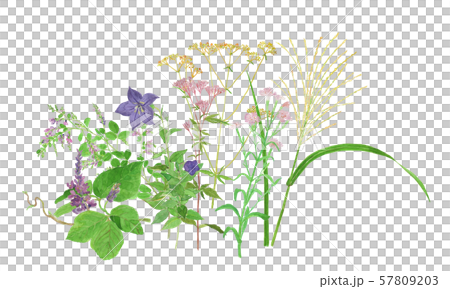 あきのななくさ 57809203