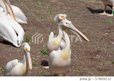 モモイロペリカン モモイロペリカン 57809212