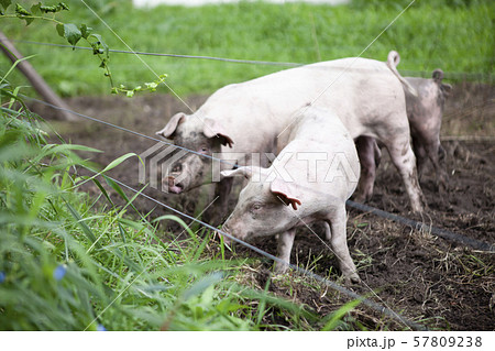 豚 57809238