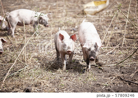 豚 57809246