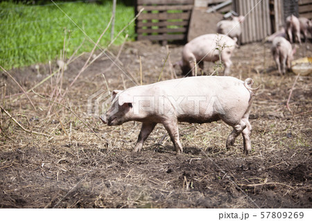 豚 57809269