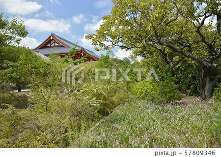 【奈良県】薬師寺・白鳳伽藍（食堂） 57809346