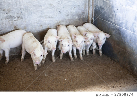 子豚 子豚 57809374