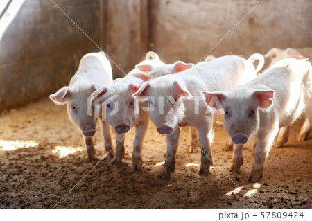 子豚 子豚 57809424