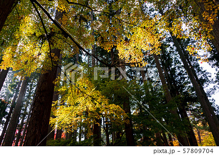 函館の紅葉、黄色の灯り 57809704