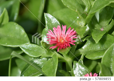 公園のハナズルソウ 57809855