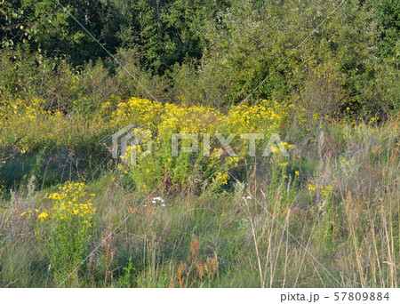 Wild yelllow hypericum flowers in Belarusian Polesie. 57809884