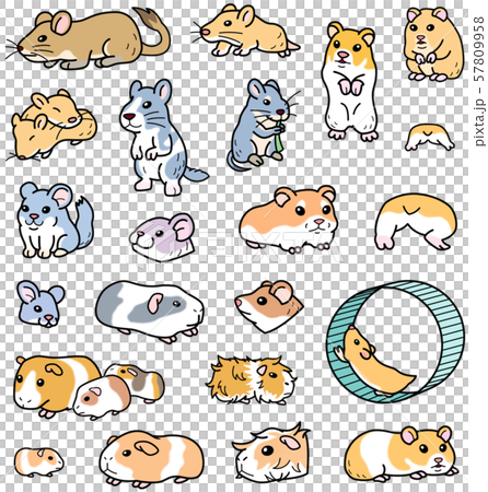 色々なペットのネズミ　げっ歯類 57809958