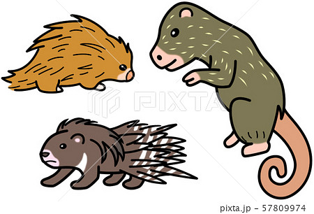 げっ歯類 ヤマアラシ げっ歯類 ヤマアラシ 57809974