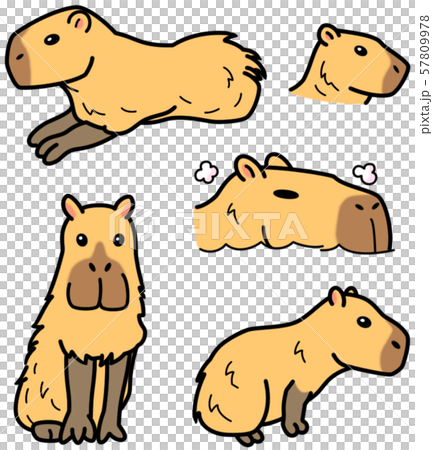 Capybara  Animal illustration art, Capybara, Animal illustration