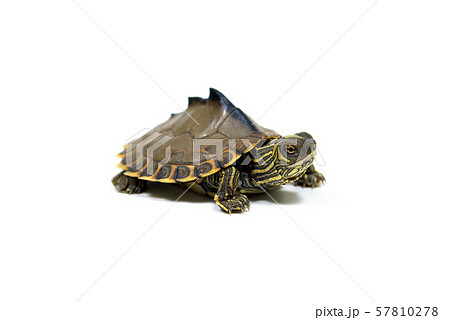 ギボンズチズガメ ギボンズチズガメ 57810278