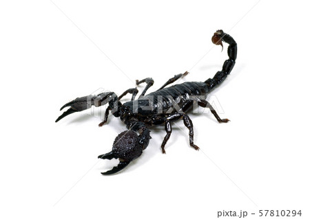 サソリ サソリ 57810294