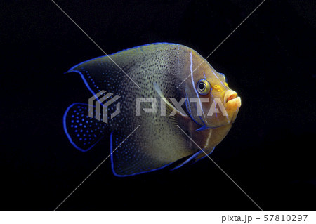 サザナミヤッコ 57810297