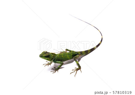 オキナワキノボリトカゲ 57810319