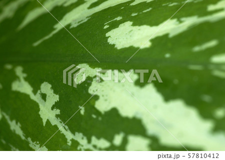 アグラオネマの葉のアップ 57810412