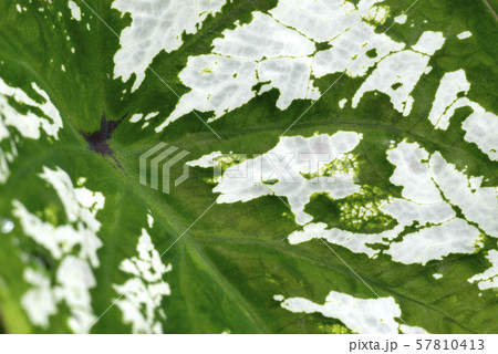 ラジュームの葉のアップ  57810413