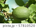 Lemon  57810520
